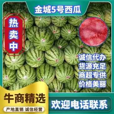 陕西西瓜，直生苗金城5号西瓜，金城5号西瓜大量供应