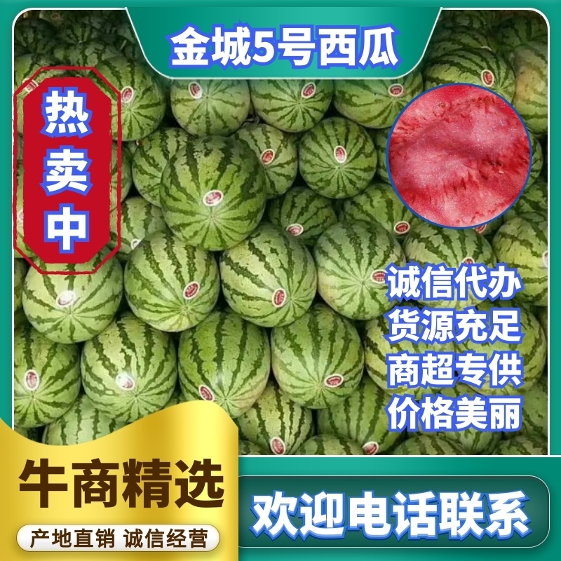 陕西西瓜，直生苗金城5号西瓜，金城5号西瓜大量供应