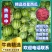 大棚直播双星西瓜，京欣西瓜大量供8斤打底9成熟1茬