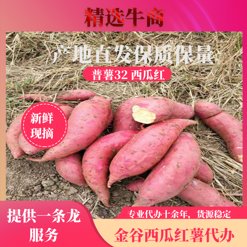 红薯供应普薯32西瓜红供货周期长产地代发保质保量