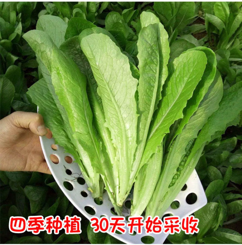 油麦菜种子无斑四季香油麦四季脆香无斑甜油麦菜种菜种子高产