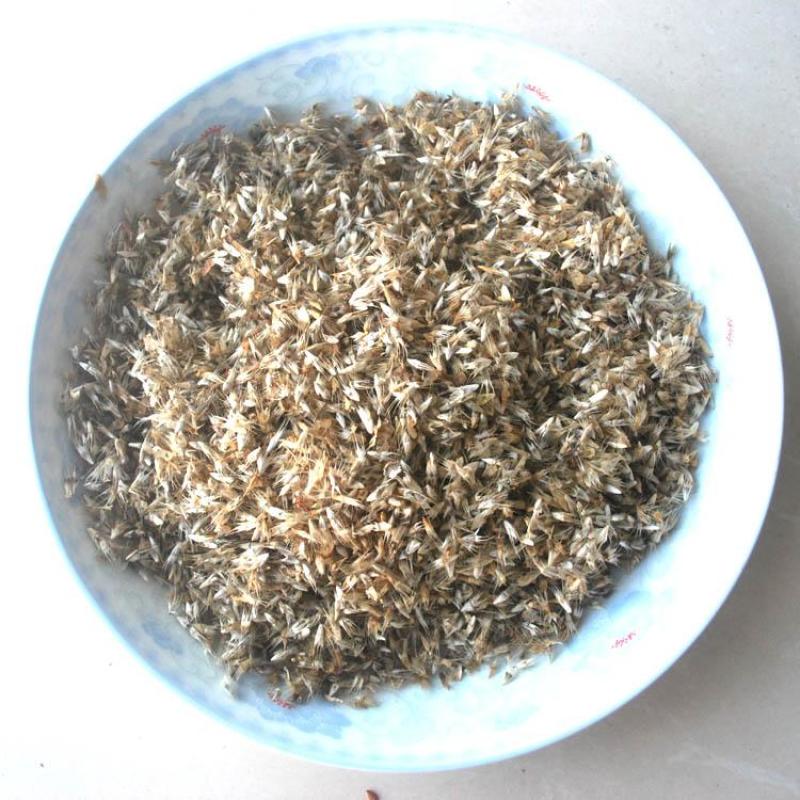 宿根天人菊种子车轮菊种籽多年生耐热可切花阳台盆栽花海花镜