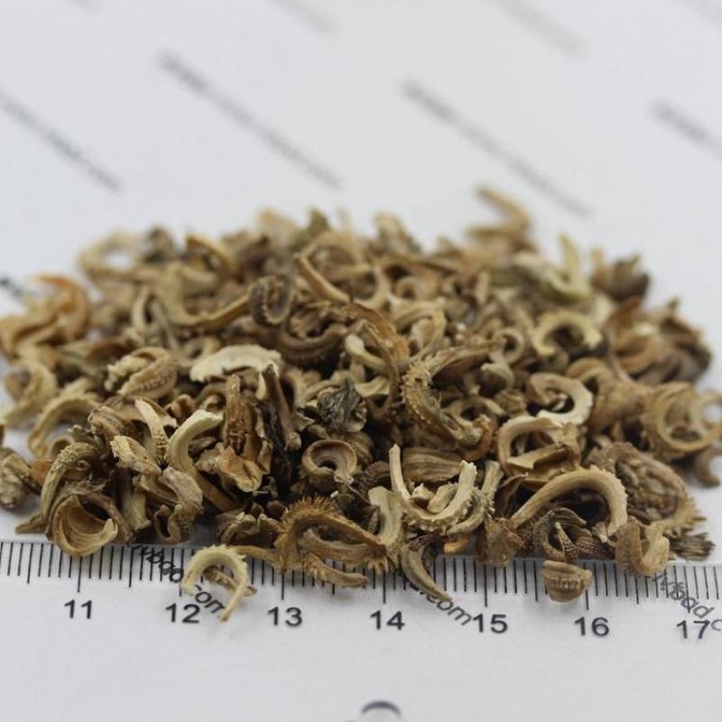 金盏菊种子长青花种子长生菊花籽四季播种开花庭院大金盏花种