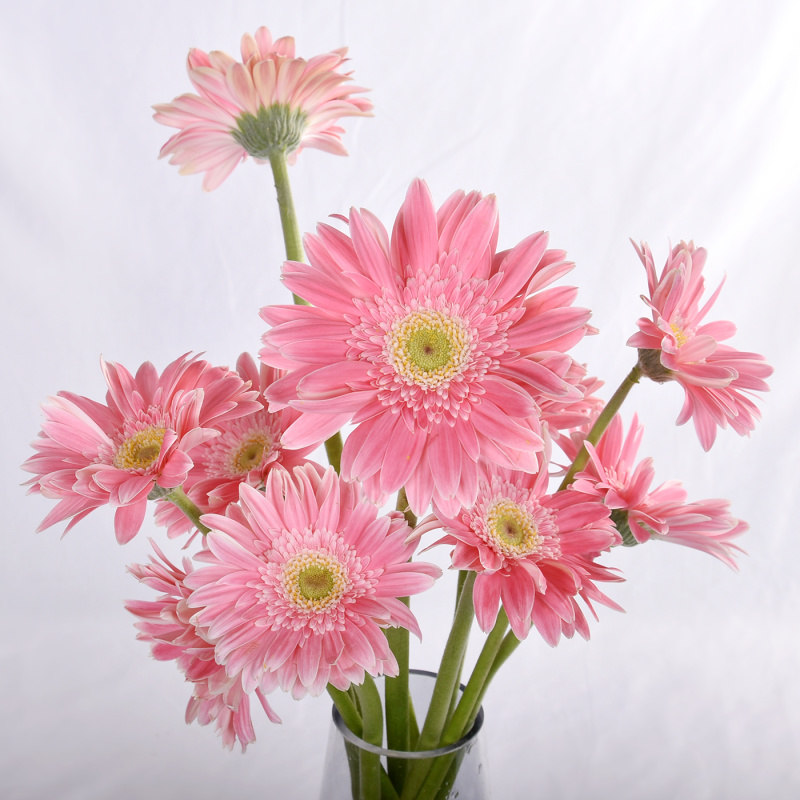 非洲菊种子扶郎花种子四季易种庭院阳台种子景观花海