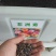 非洲菊种子扶郎花种子四季易种庭院阳台种子景观花海