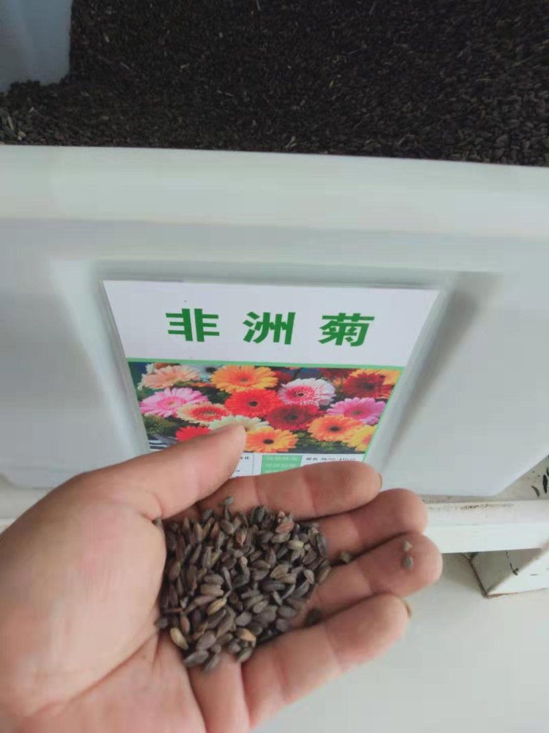 非洲菊种子扶郎花种子四季易种庭院阳台种子景观花海
