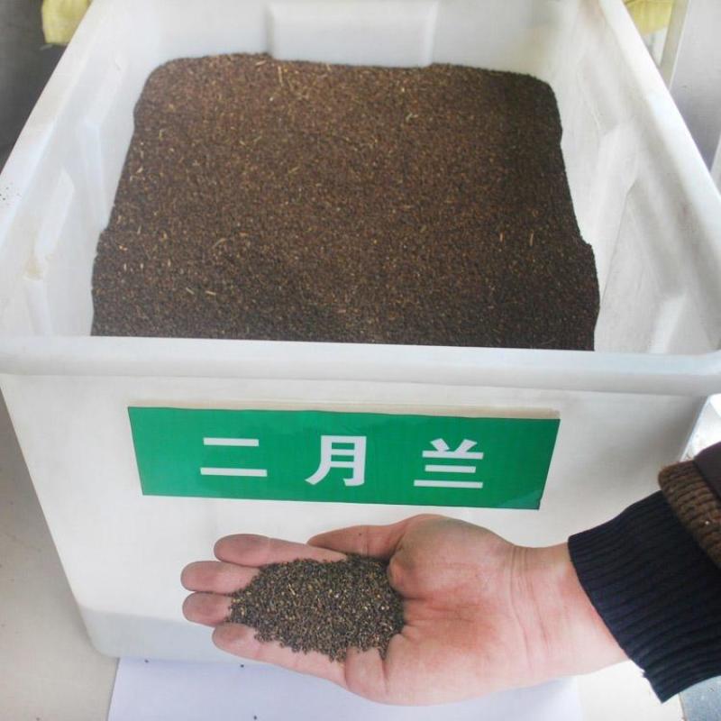 二月兰种子秋播易活耐寒花籽诸葛菜多年生四季播种花耐阴花籽