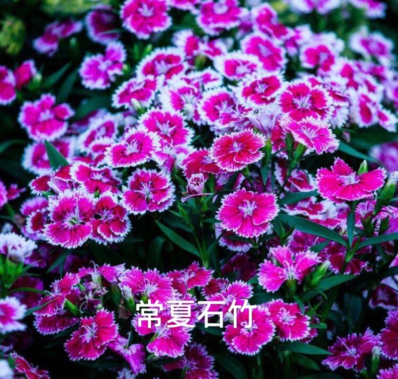 五彩石竹种子四季种混色常夏石竹美国石竹种庭院绿化观赏花种