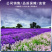 薰衣草种子香草种子四季易种庭院阳台种子景观花海