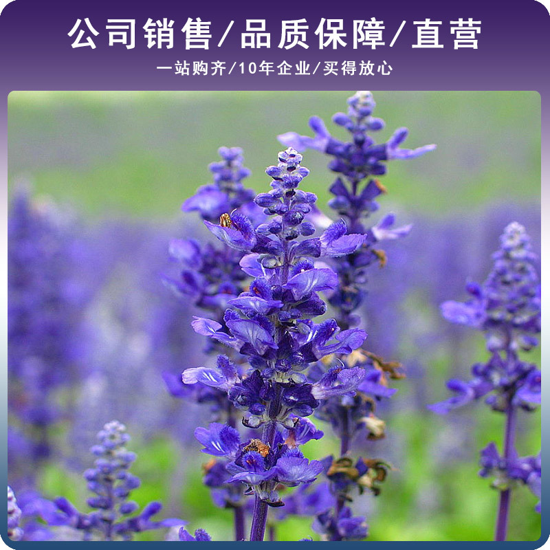 薰衣草种子香草种子四季易种庭院阳台种子景观花海