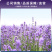 薰衣草种子香草种子四季易种庭院阳台种子景观花海
