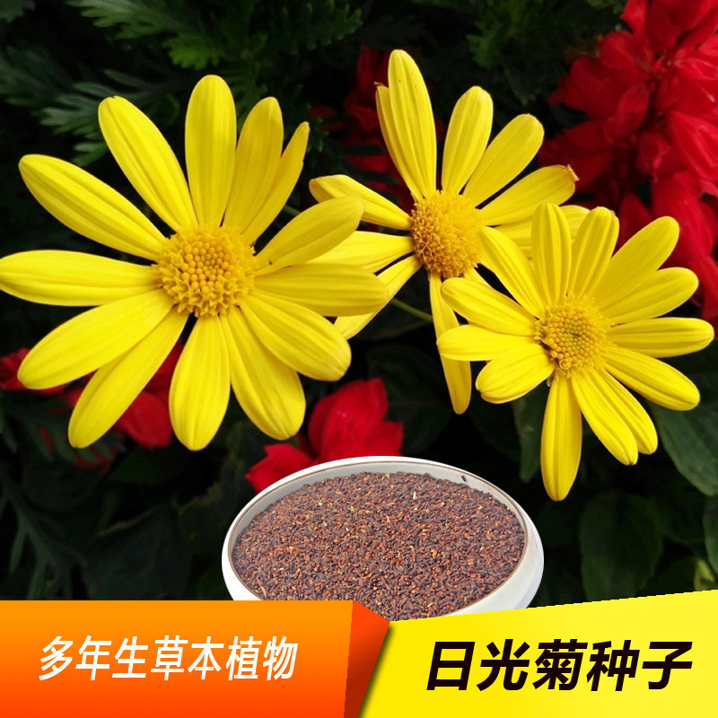 日光菊种子赛菊芋种子四季易种庭院阳台种子景观花海