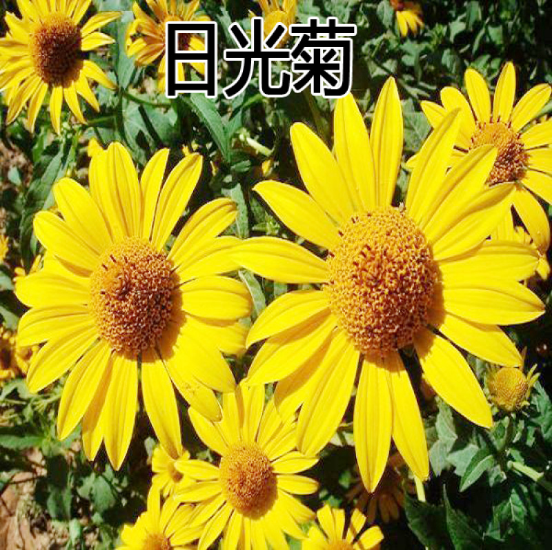 日光菊种子赛菊芋种子四季易种庭院阳台种子景观花海