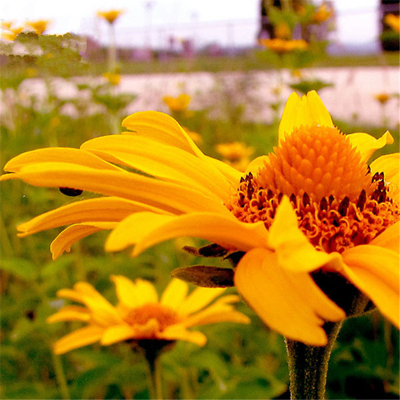 日光菊种子赛菊芋种子四季易种庭院阳台种子景观花海