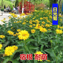 日光菊种子赛菊芋种子四季易种庭院阳台种子景观花海