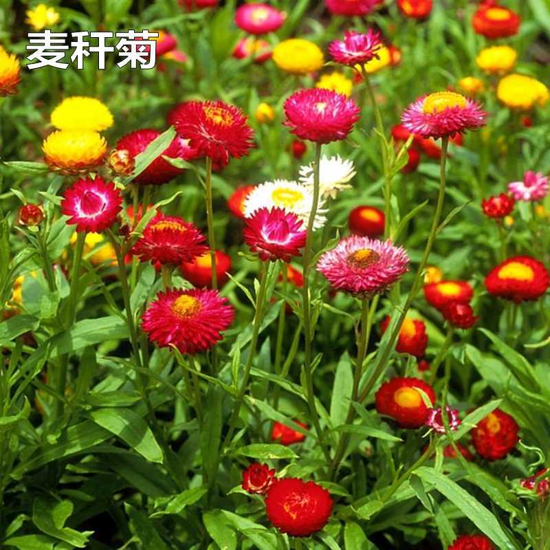 麦秆菊种子蜡菊脆菊种子四季易种庭院阳台种子景观花海