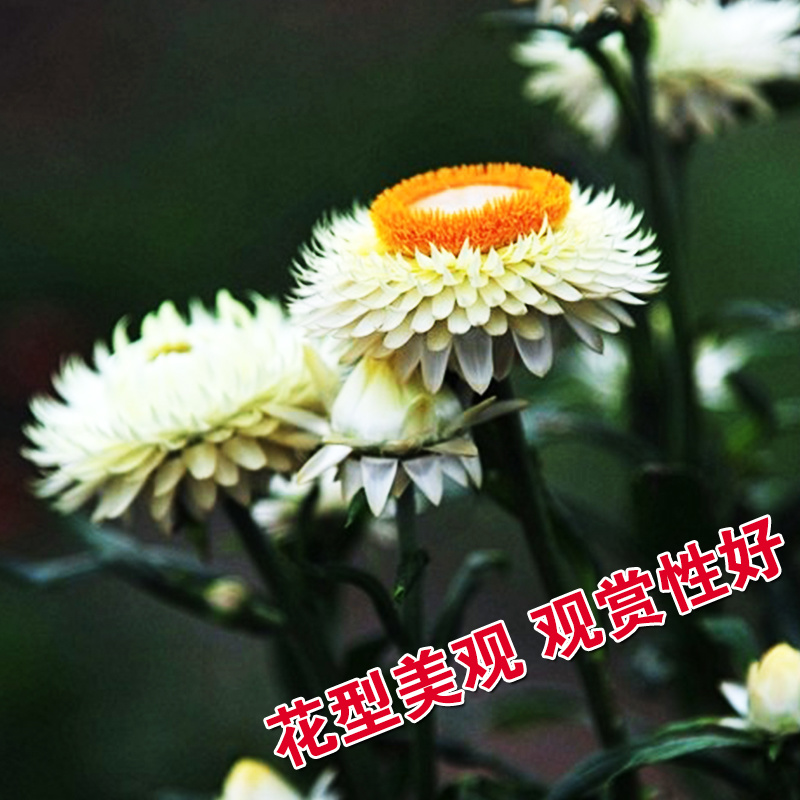 麦秆菊种子蜡菊脆菊种子四季易种庭院阳台种子景观花海