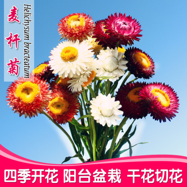 麦秆菊种子蜡菊脆菊种子四季易种庭院阳台种子景观花海