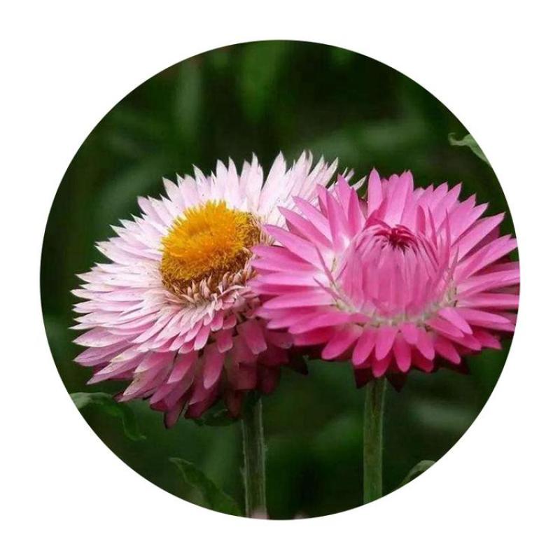 麦秆菊种子蜡菊脆菊种子四季易种庭院阳台种子景观花海