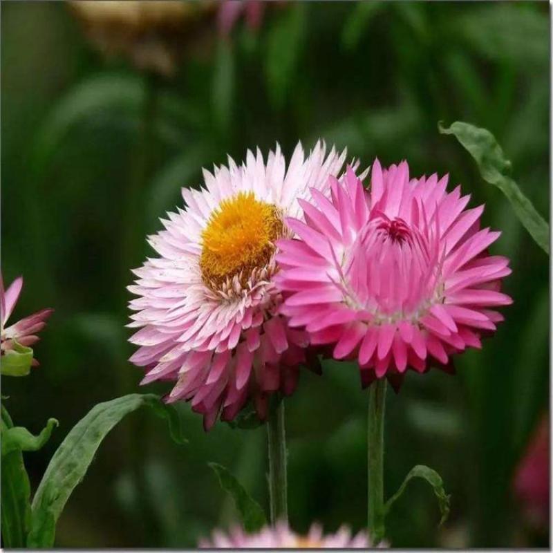 麦秆菊种子蜡菊脆菊种子四季易种庭院阳台种子景观花海