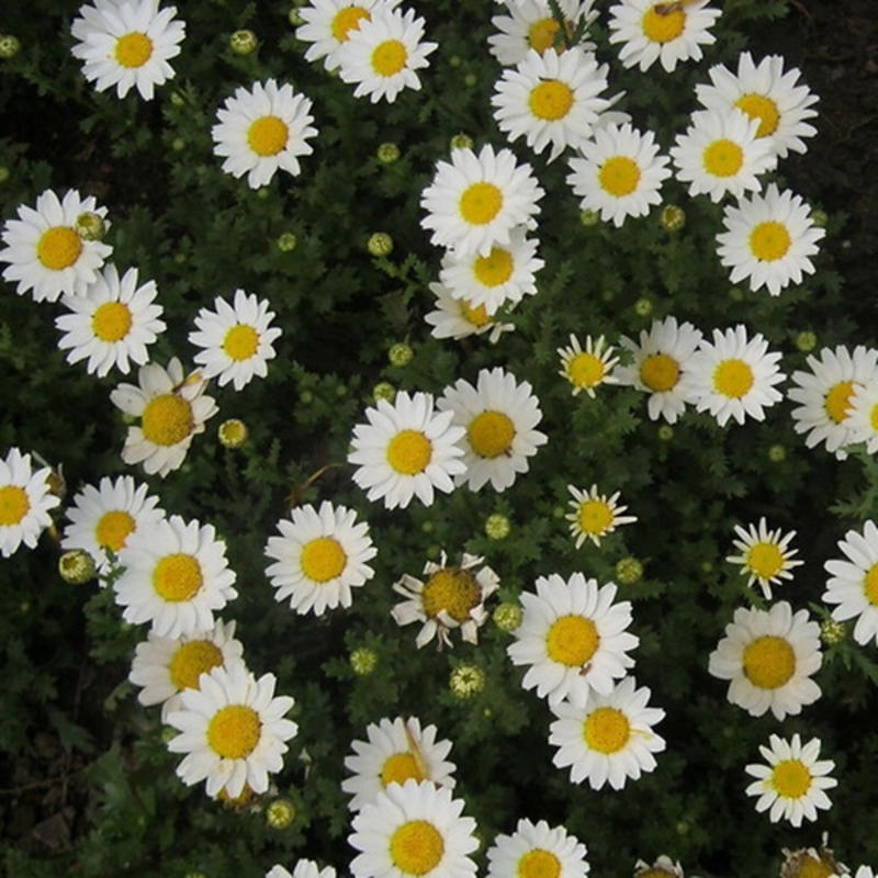 白晶菊种子小白菊晶晶菊种子四季易种庭院阳台种子景观花海