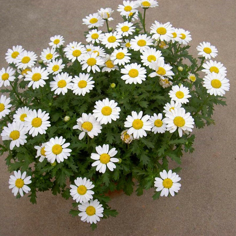 白晶菊种子小白菊晶晶菊种子四季易种庭院阳台种子景观花海