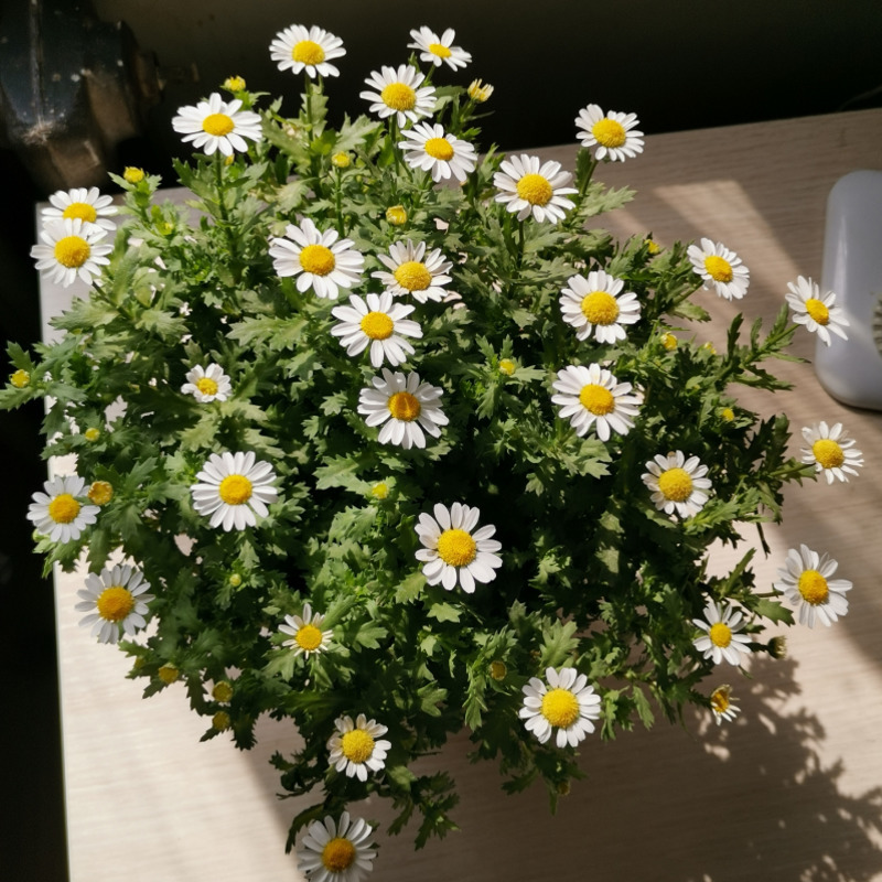 白晶菊种子小白菊晶晶菊种子四季易种庭院阳台种子景观花海
