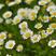 白晶菊种子小白菊晶晶菊种子四季易种庭院阳台种子景观花海