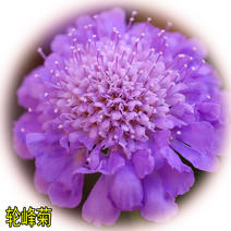 轮峰菊种子松虫草山萝卜紫盆花种子庭院阳台种子景观花海