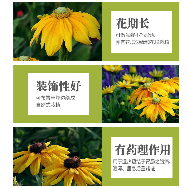 黑心菊种子花种籽四季易种多年生宿根花卉花草花籽各种庭院花