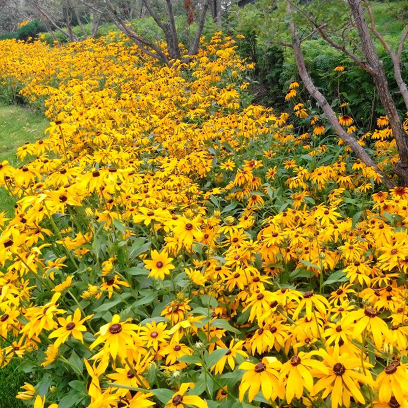 黑心菊种子花种籽四季易种多年生宿根花卉花草花籽各种庭院花
