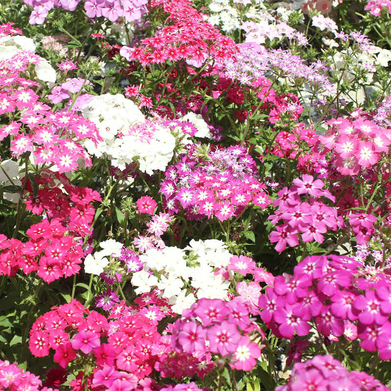 芝樱花种子福禄考花丛生各色多年生耐寒花卉工程绿化庭院景观