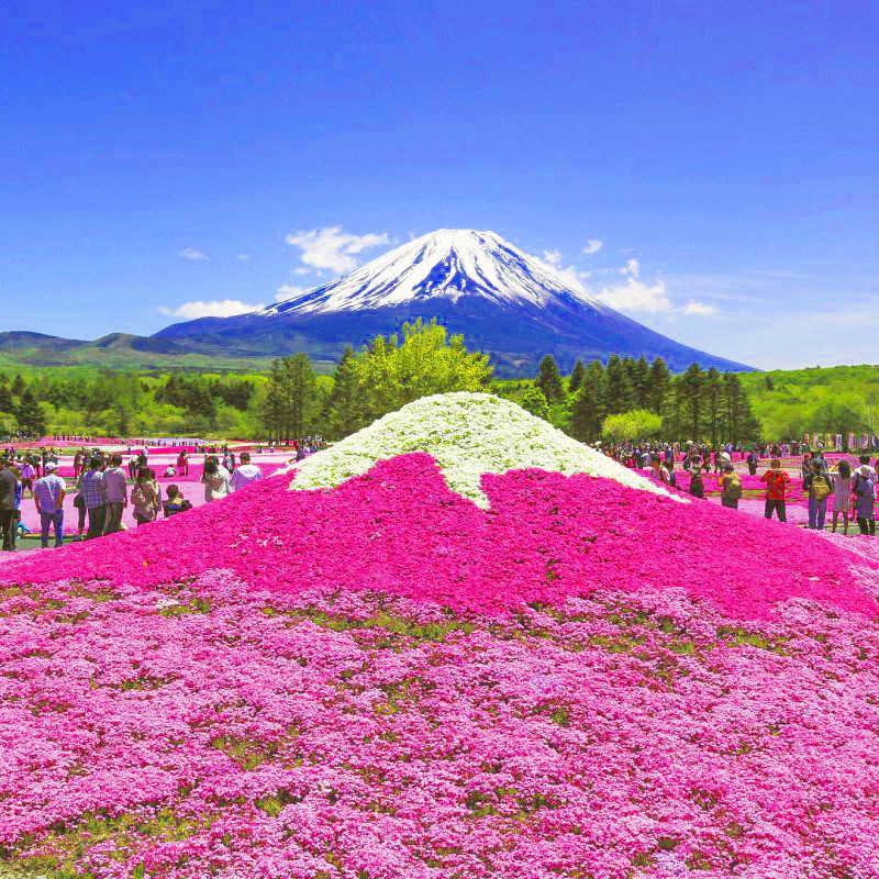 芝樱花种子福禄考花丛生各色多年生耐寒花卉工程绿化庭院景观