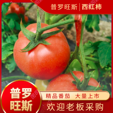 安徽普罗旺斯西红柿对接商超及各大市场包质量服务一条龙