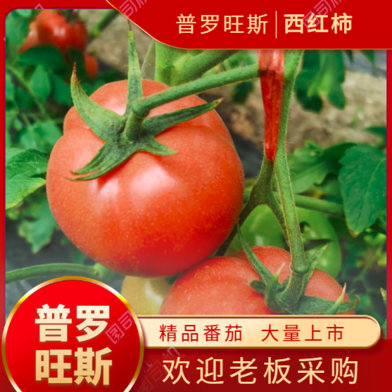 安徽普罗旺斯西红柿对接商超及各大市场包质量服务一条龙