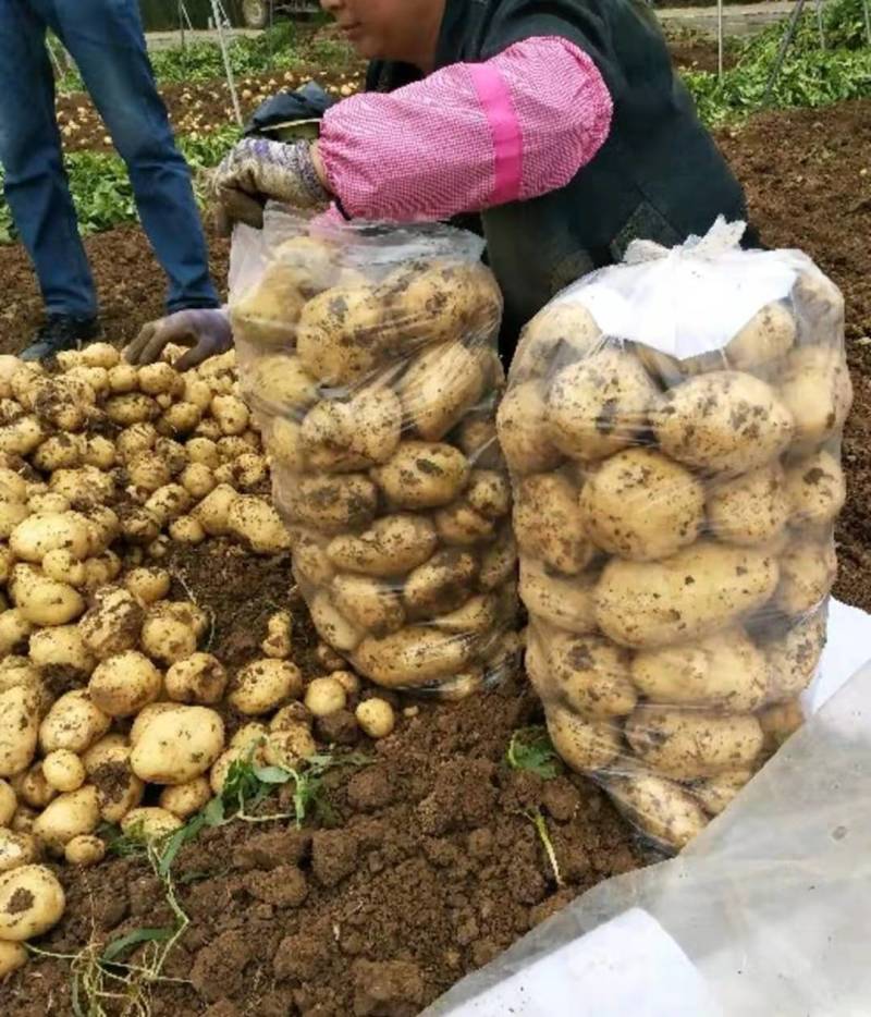 精品大棚土豆沃土226早大白土豆3两以上产地直发