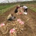 精品大棚土豆沃土226早大白土豆3两以上产地直发