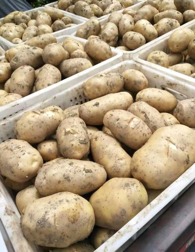 精品大棚土豆沃土226早大白土豆3两以上产地直发