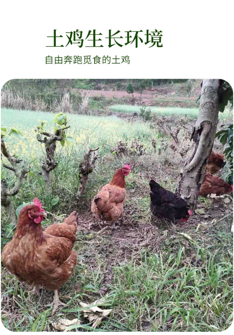 农家散养土鸡蛋新鲜现捡正宗柴鸡蛋农村食用草鸡蛋笨鸡蛋40
