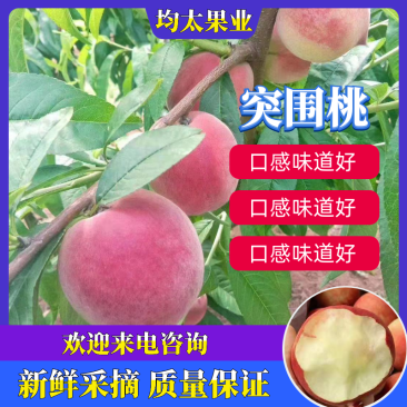 精品湖北突围毛桃，产地一手货源，量大从优，全国代发