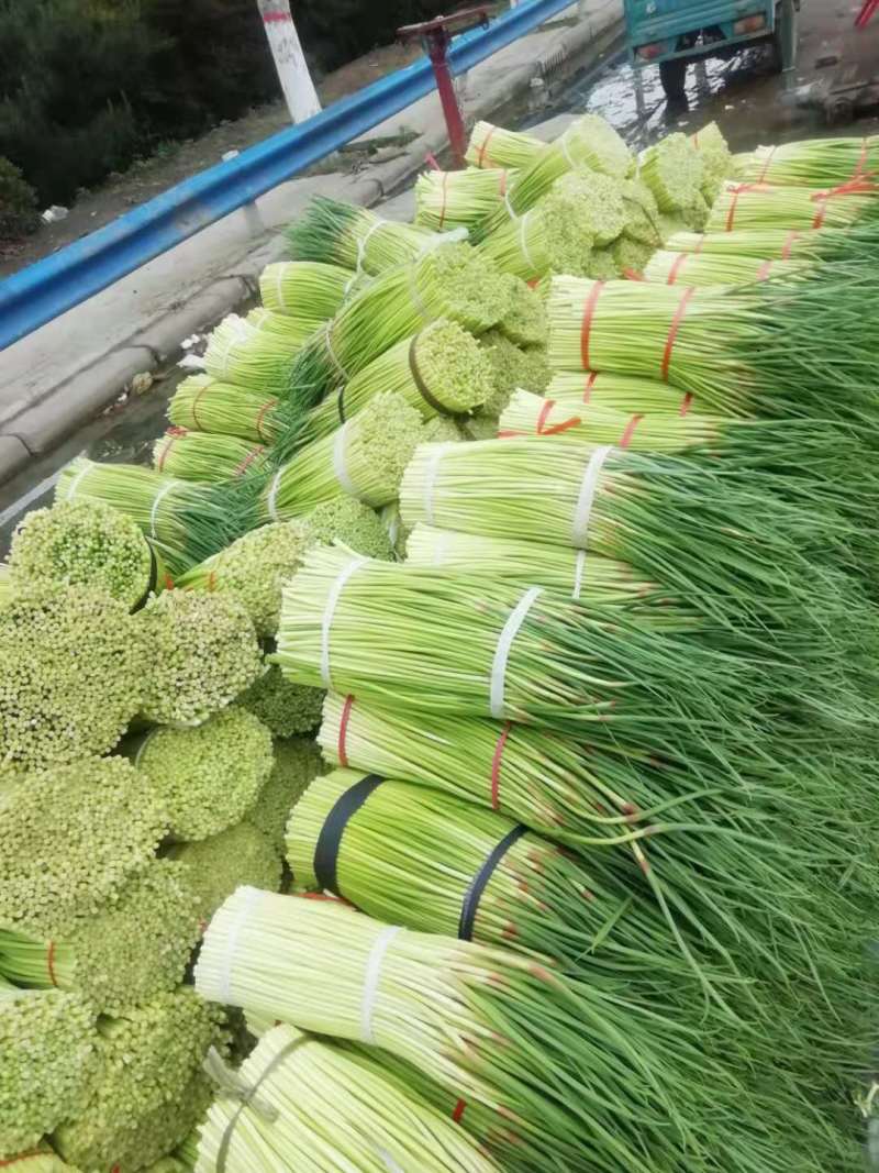 中牟早熟红帽蒜苔，晚熟蒜苔已上市，大量有货，价格平稳。
