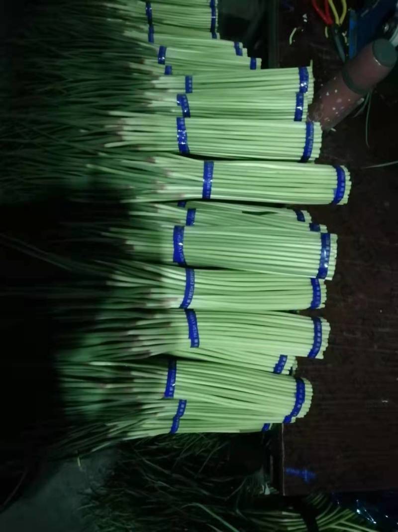 中牟早熟红帽蒜苔，晚熟蒜苔已上市，大量有货，价格平稳。