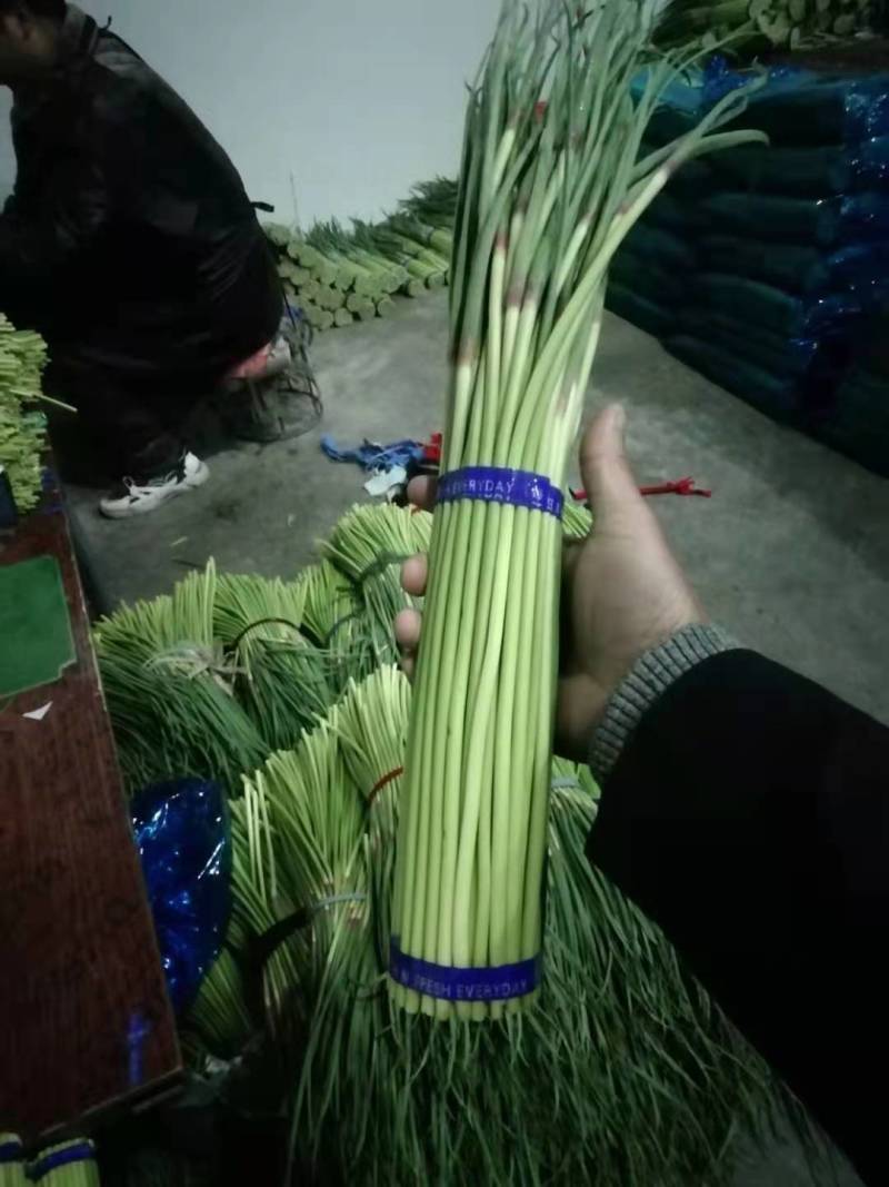 中牟早熟红帽蒜苔，晚熟蒜苔已上市，大量有货，价格平稳。
