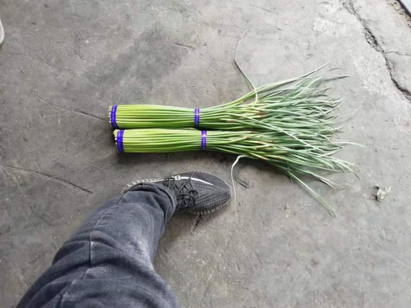 中牟早熟红帽蒜苔，晚熟蒜苔已上市，大量有货，价格平稳。