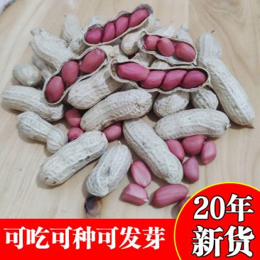 红皮花生带壳新花生四粒红花生种子精选包邮
