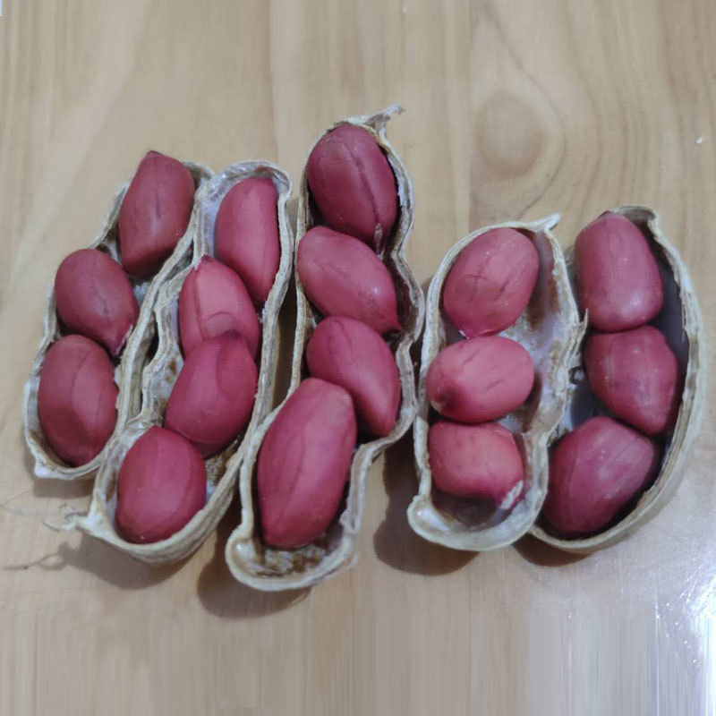 红皮花生带壳新花生四粒红花生种子精选包邮