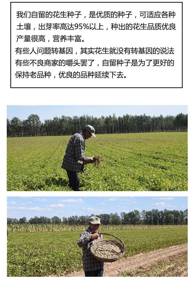 红皮花生带壳新花生四粒红花生种子精选包邮