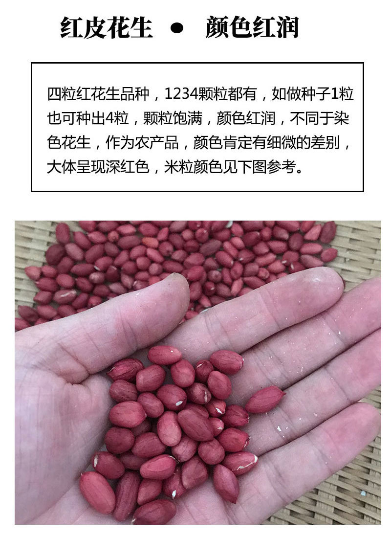 红皮花生带壳新花生四粒红花生种子精选包邮