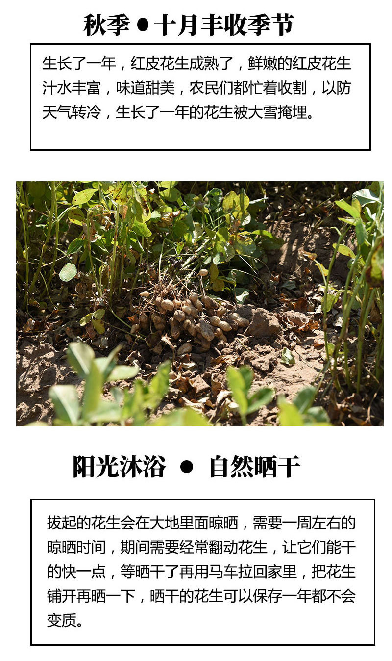 红皮花生带壳新花生四粒红花生种子精选包邮