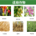 代森锰锌80%农药杀菌剂果树柑橘梨树炭疽病砂皮病番茄疫病